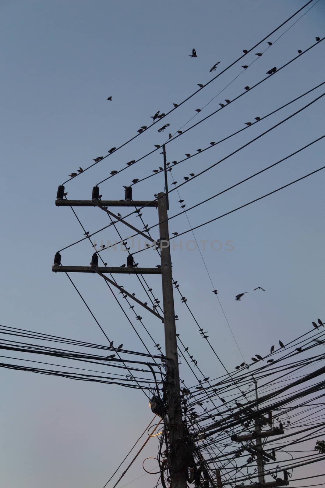 Many Birds on Electric Wire by ngarare