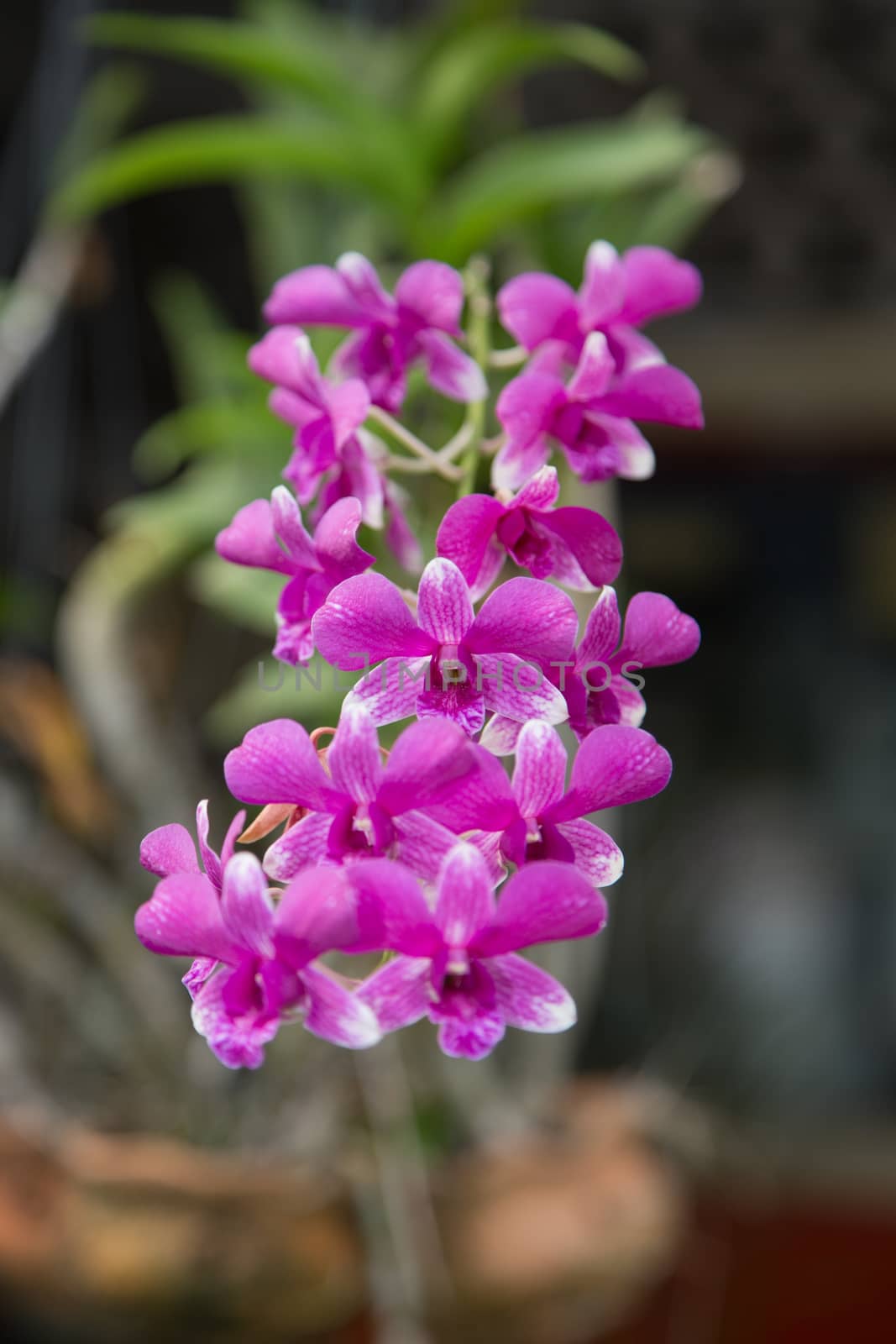 Pink Violet Orchid by ngarare