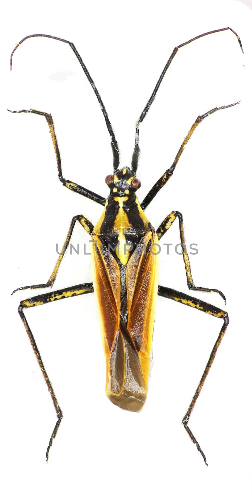 Meadow Plant Bug on white Background  -  Leptopterna dolobrata (Linnaeus, 1758) by gstalker