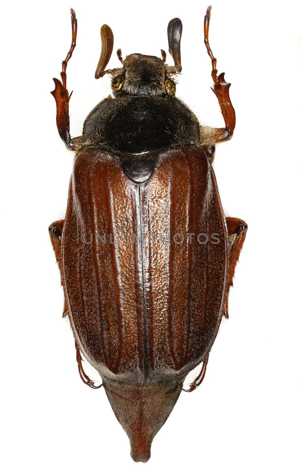 European cockchafer on white Background  -  Melolontha melolontha  (Linnaeus, 1758)