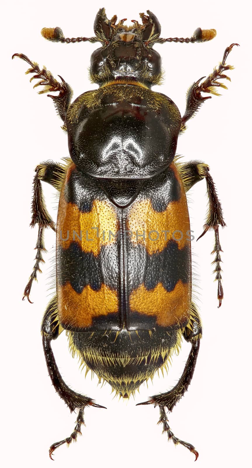 Burying Beetle on white Background  -  Nicrophorus vespillo  (Linnaeus, 1758) by gstalker