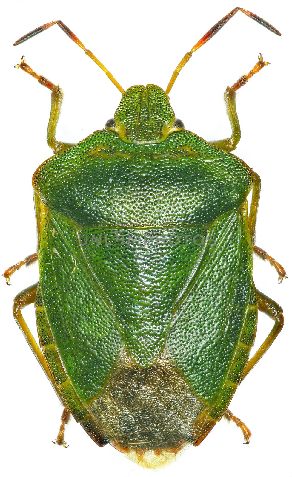 Green shield bug on white Background  -  Palomena prasina  (Linnaeus, 1761) by gstalker