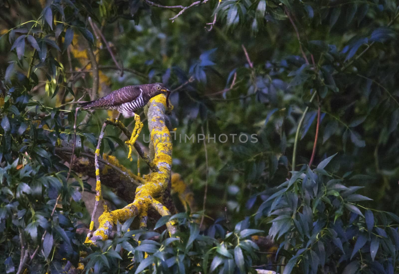 Cuckoo, Cuculus canorus on a branch in the woods