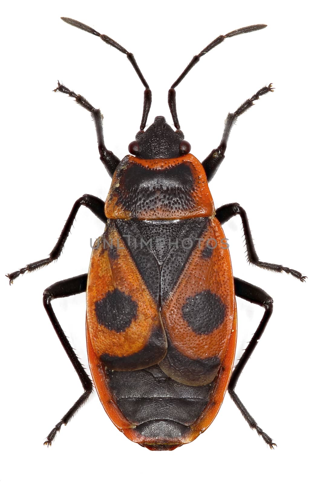 The Firebug on white Background  -  Pyrrhocoris apterus  (Linnaeus, 1758)