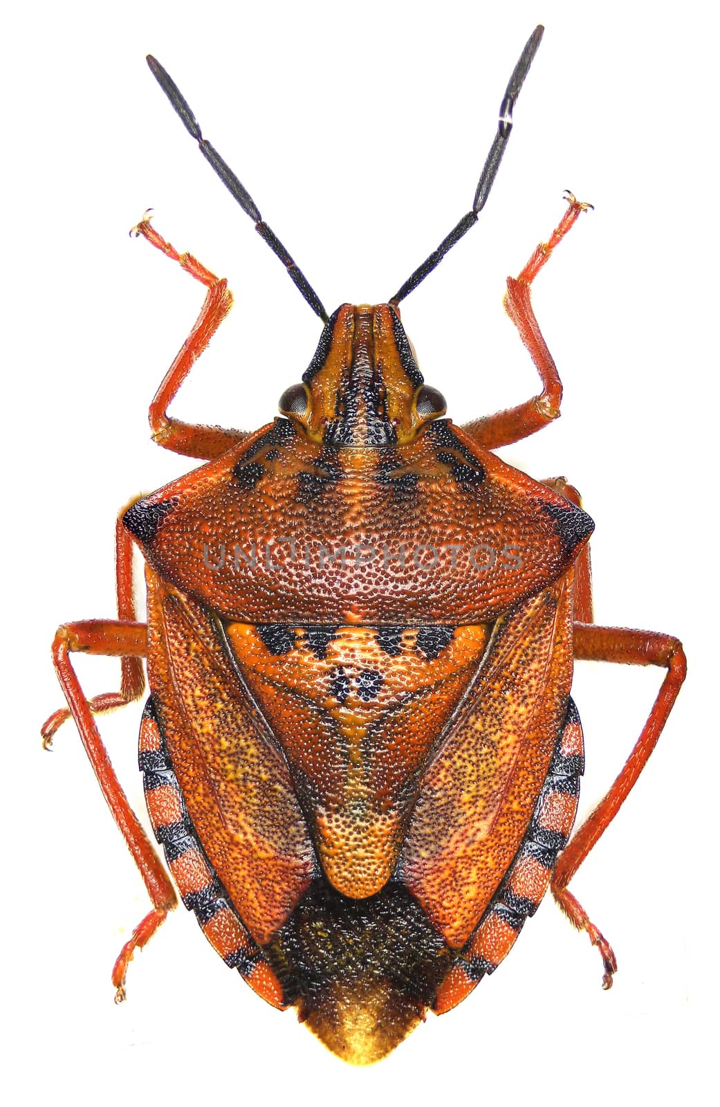 Red shield bug on white Background  -  Carpocoris mediterraneus (Tamanini, 1959)