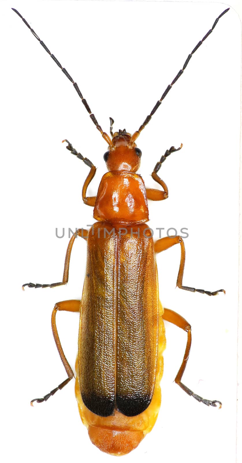 Red Soldier Beetle on white Background  -  Rhagonycha fulva (Scopoli, 1763) by gstalker