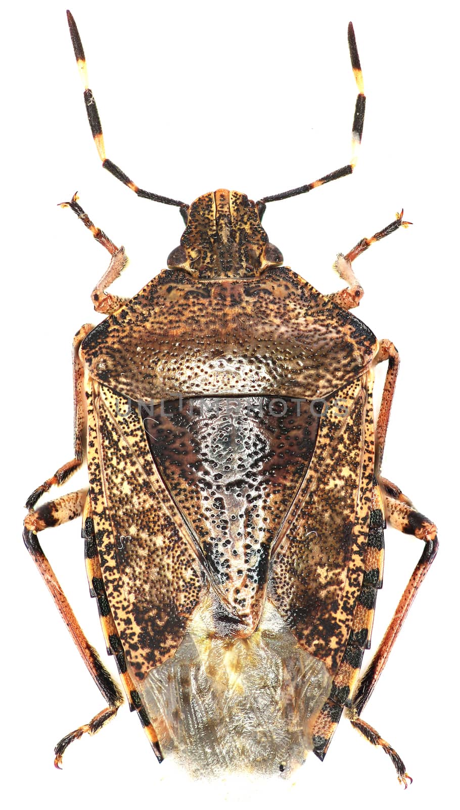 Mottled shield bug on white Background  - Rhaphigaster nebulosa (Poda, 1761) by gstalker