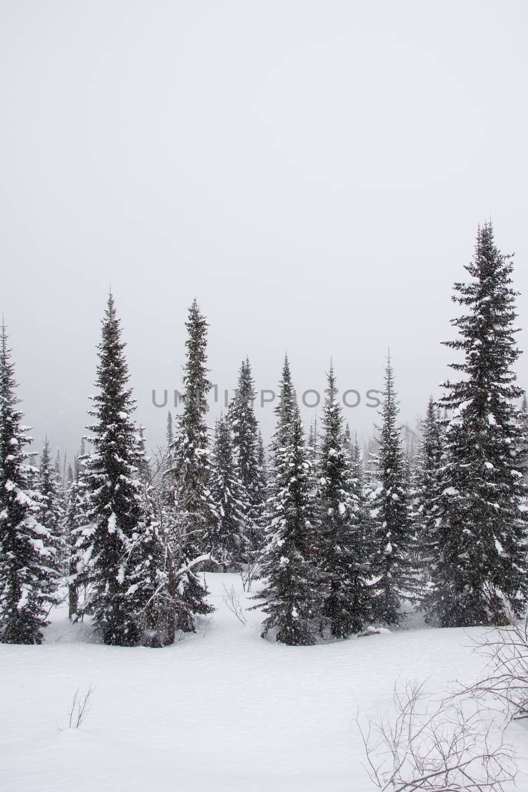 snow covered pine tree forest in nature during snow storm