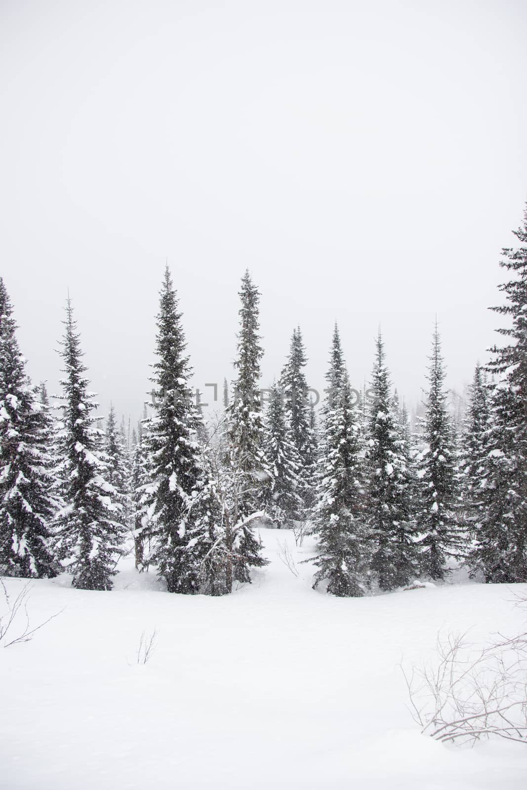 snow covered pine tree forest in nature during snow storm