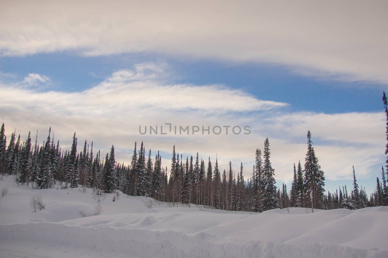 snow covered pine tree forest in nature during snow storm