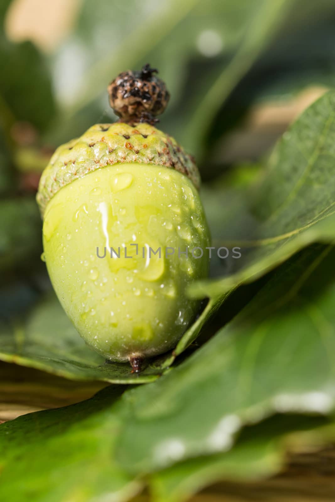 green oak acorns with green leaves are