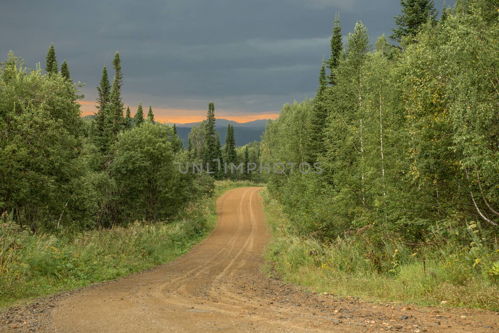 sunset after a heavy rain in the forest
