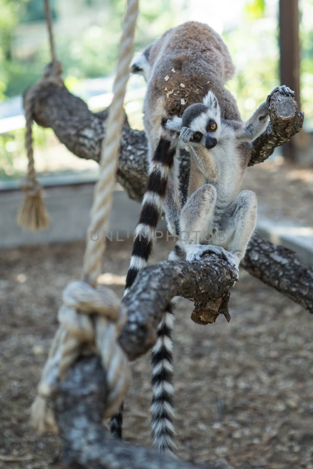 monkey lemur with striped tail by olgagordeeva
