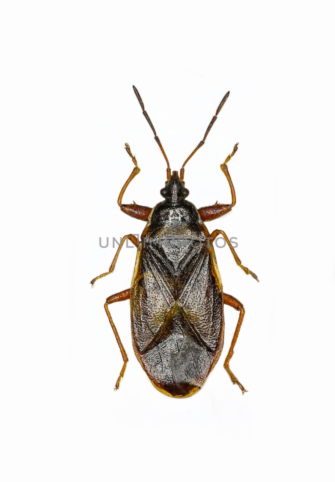 Spruce  Cone Bug on white Background  - Gastrodes abietum (Bergroth, 1914 )