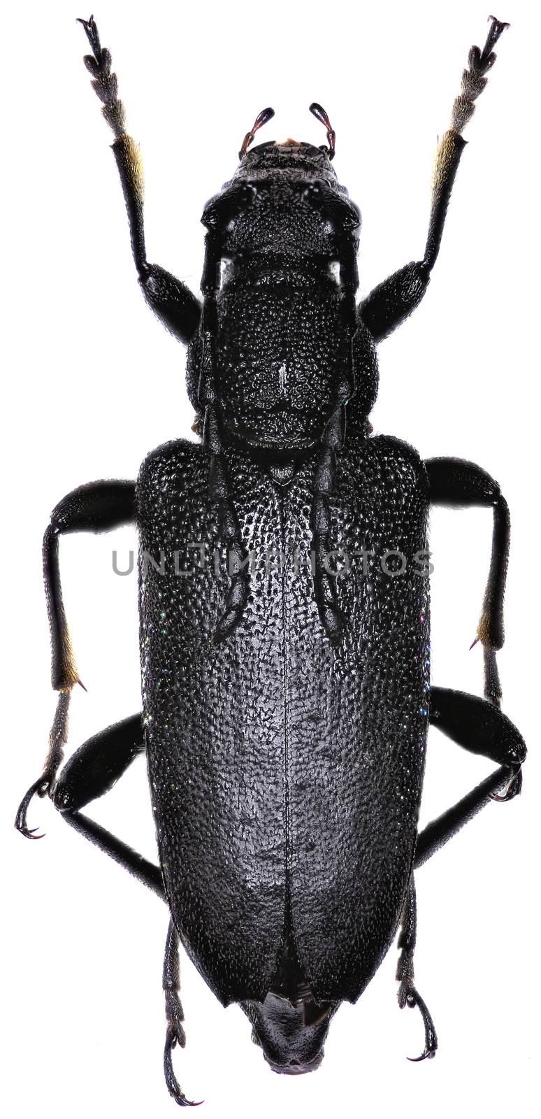 Large Black Longhorn Beetle on white Background  -  Stictoleptura scutellata (Fabricius 1781) by gstalker