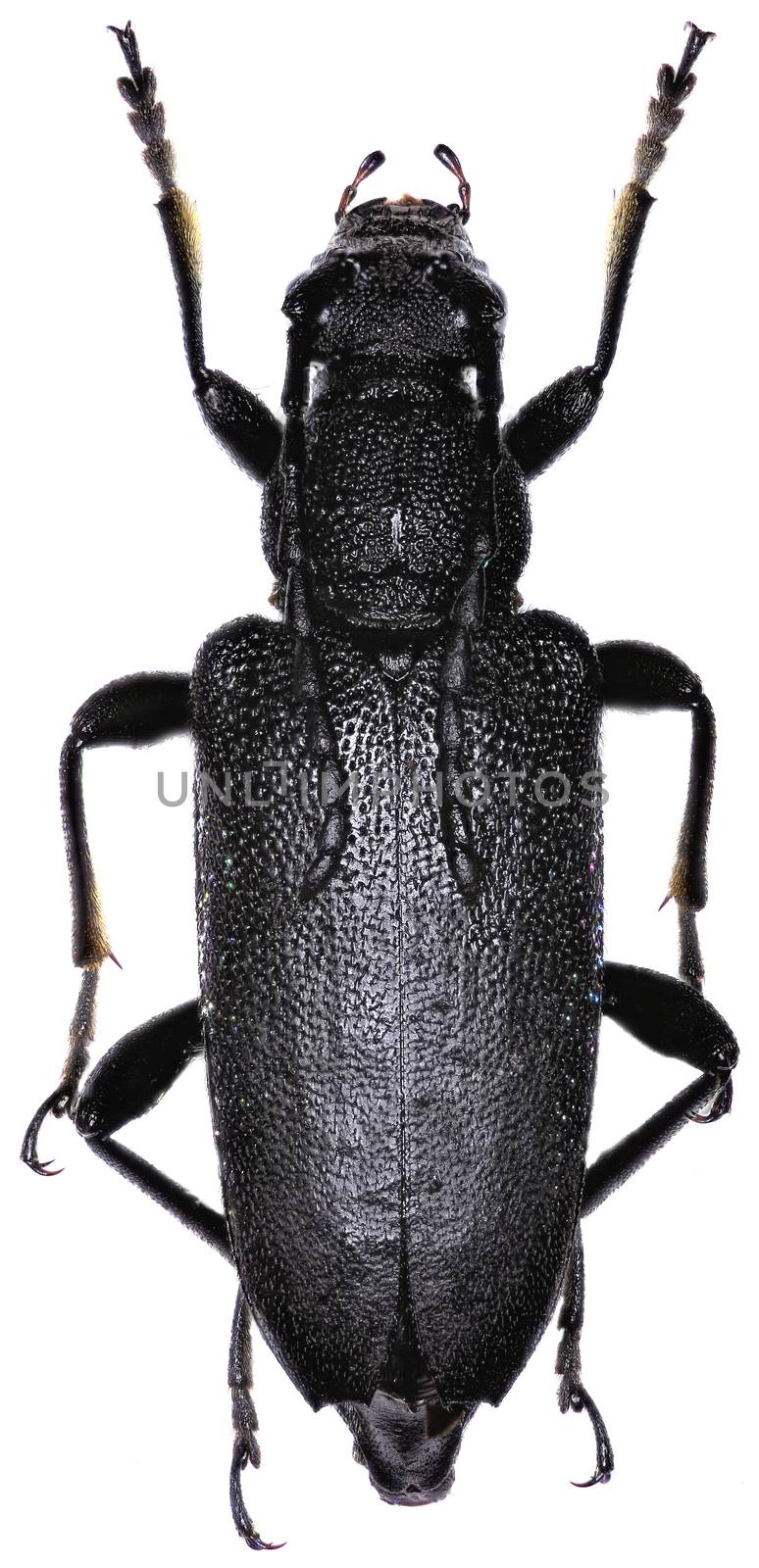 Large Black Longhorn Beetle on white Background  -  Stictoleptura scutellata (Fabricius 1781)