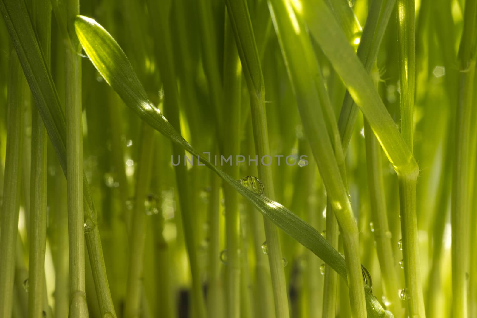 Fresh wheatgrass up close  by Kidza