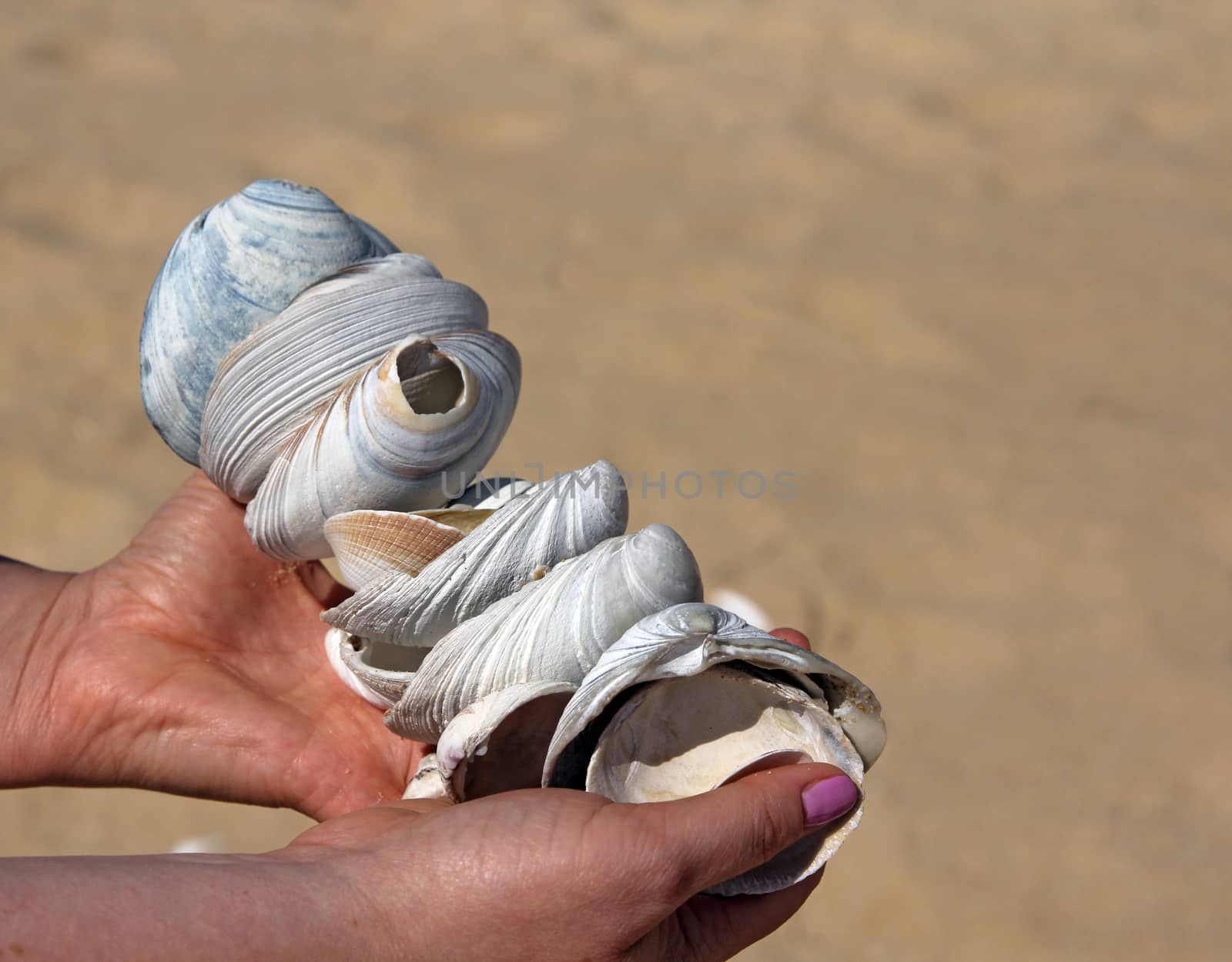 Girl holds a handful of sea shells.