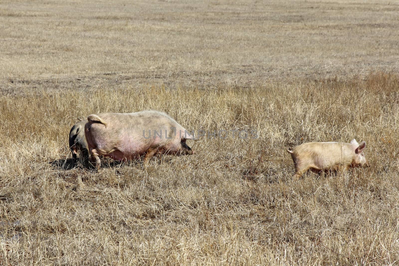 Three pigs grazing on the dry grass.