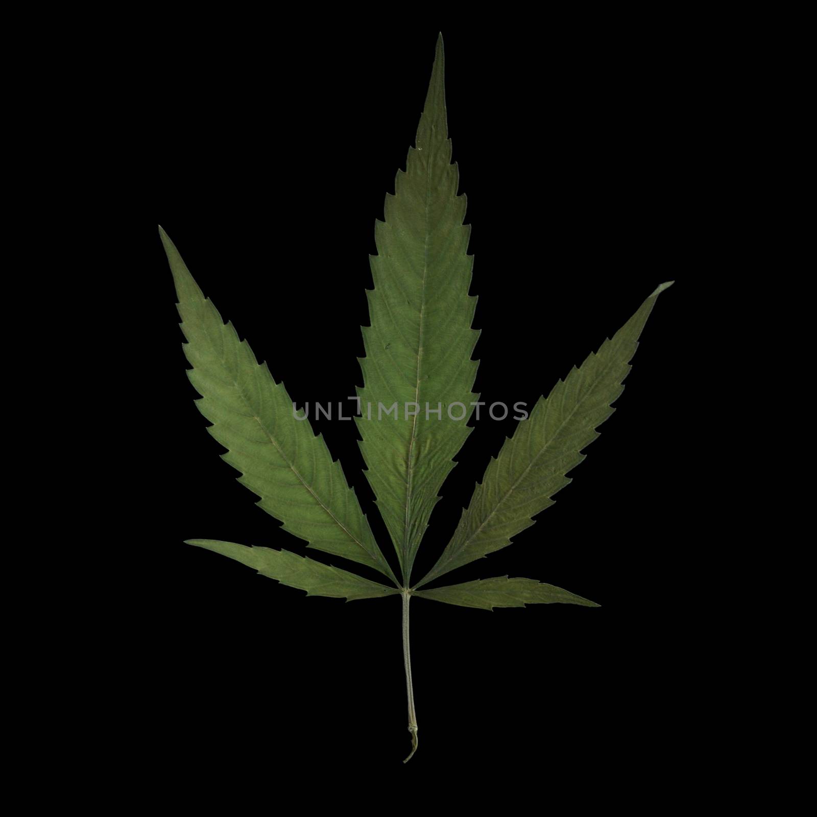 Weed Leaf by AlphaBaby