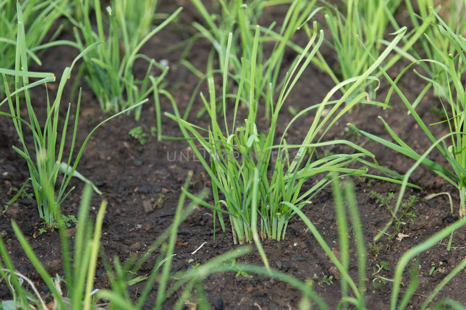 Baby Healthy Green Plant raise from soil