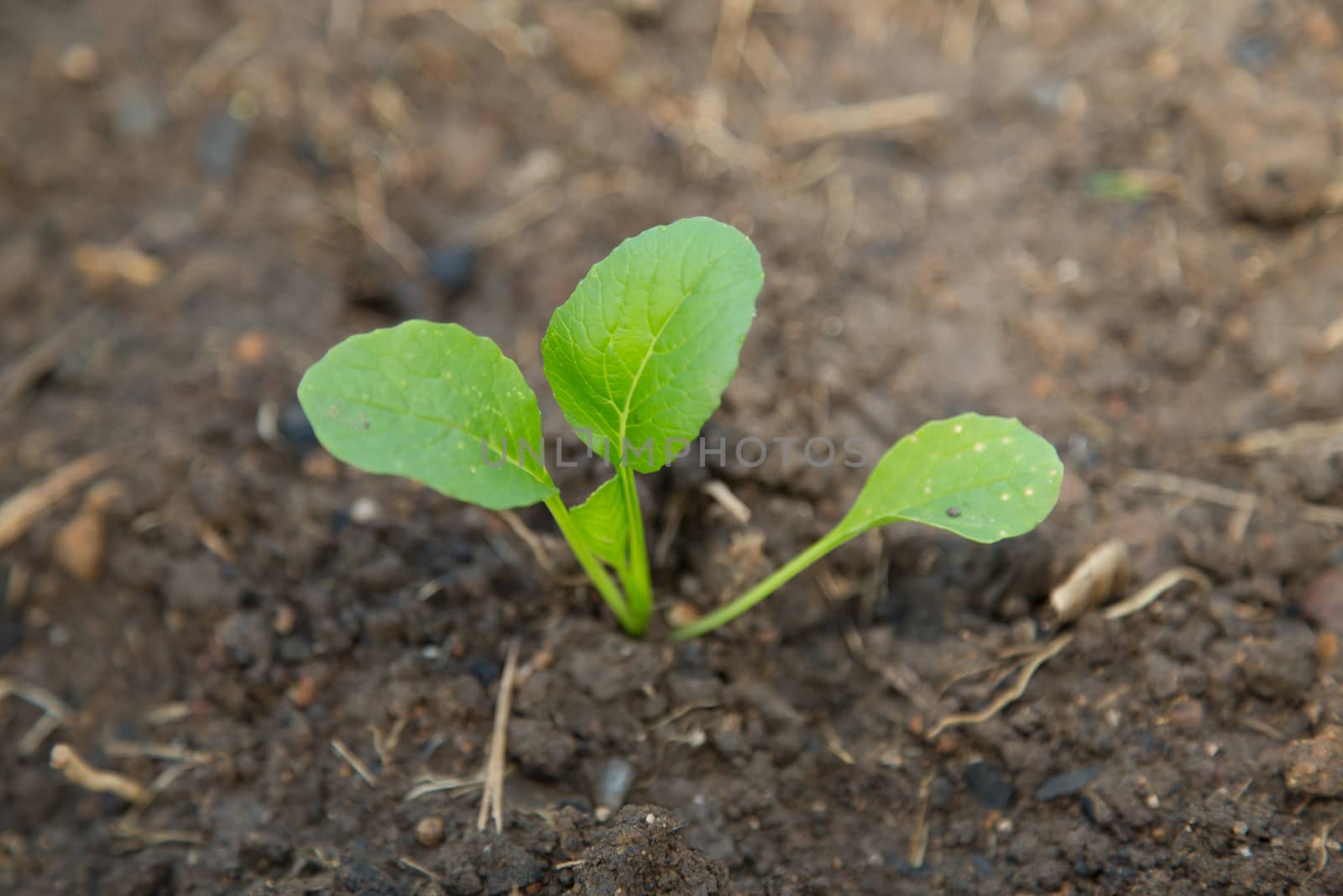 Baby Salad Vegetable Plant raise from soil by ngarare