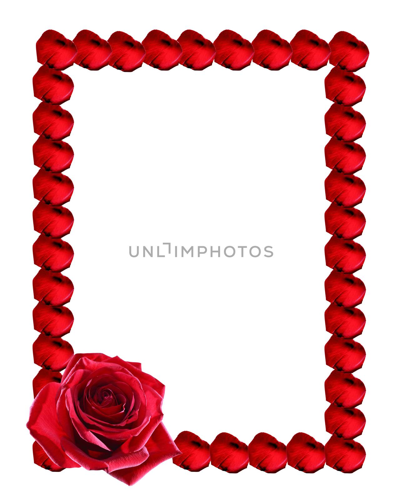 Nice picture frame made from red rose petals on white background