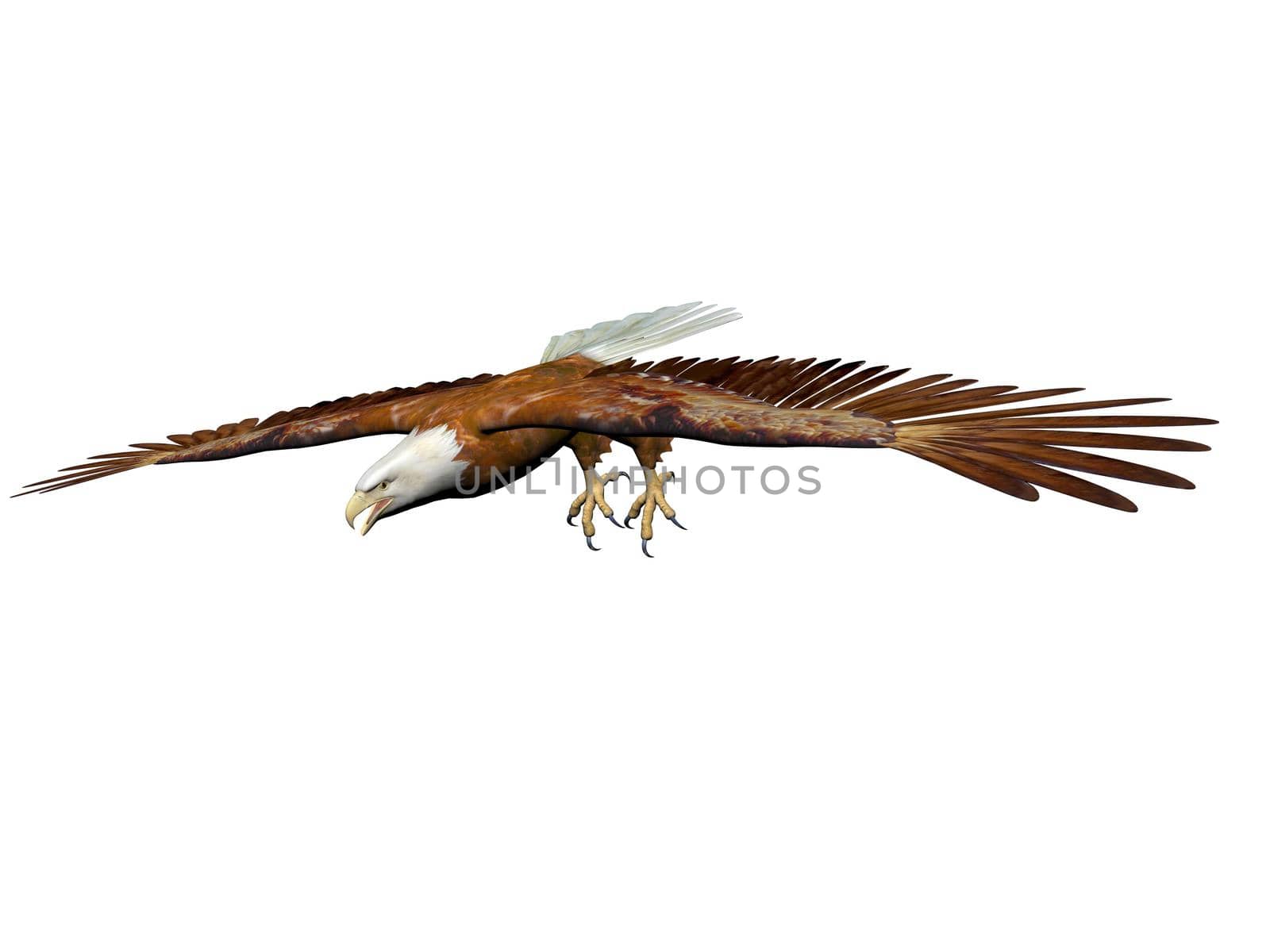 magnificent eagle landing on it isolated in white background