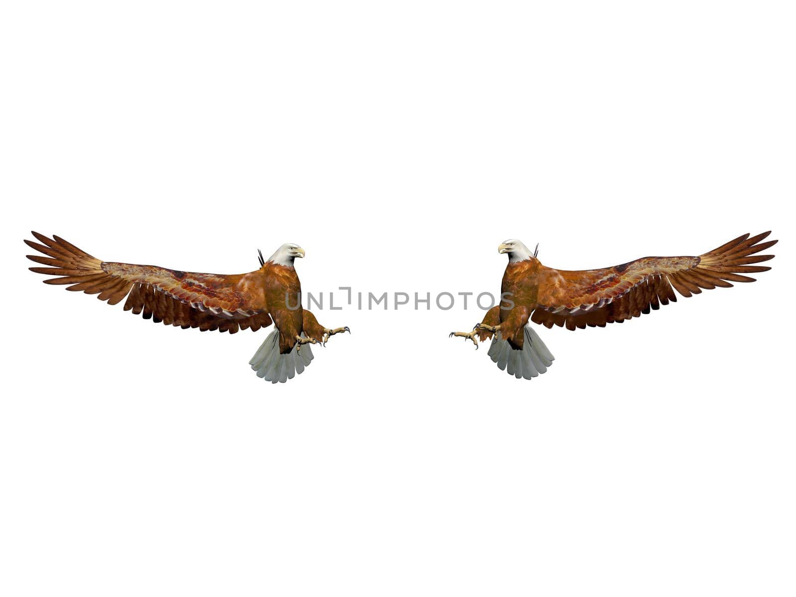 magnificent eagle landing on it isolated in white background