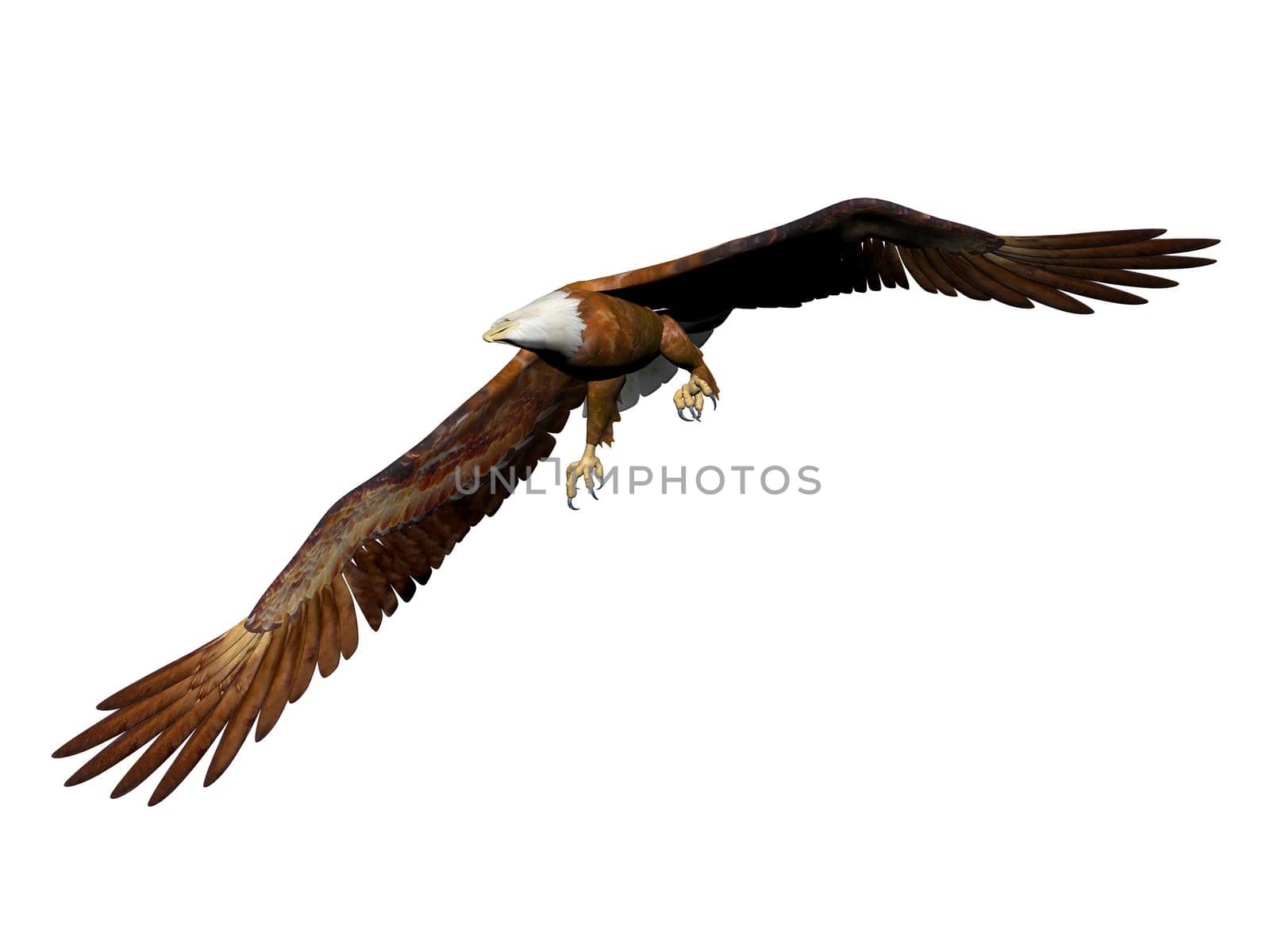 magnificent eagle landing on it isolated in white background