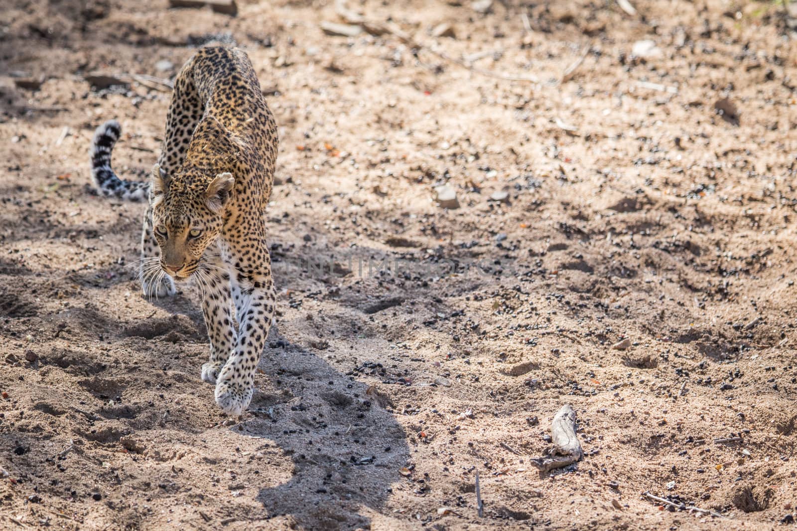 Leopard walking in the sand in the Kruger. by Simoneemanphotography