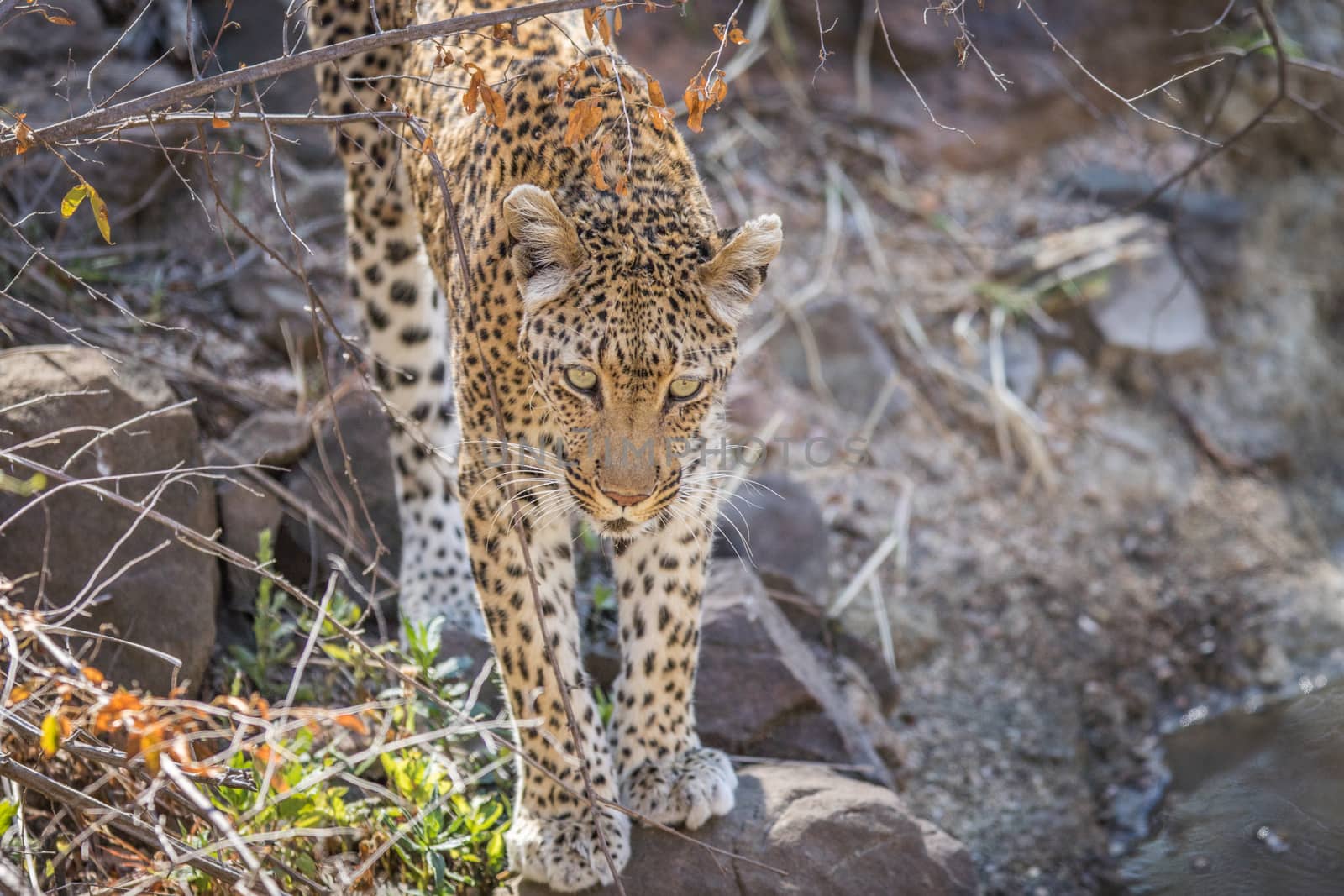 Leopard on a rock in the Kruger. by Simoneemanphotography