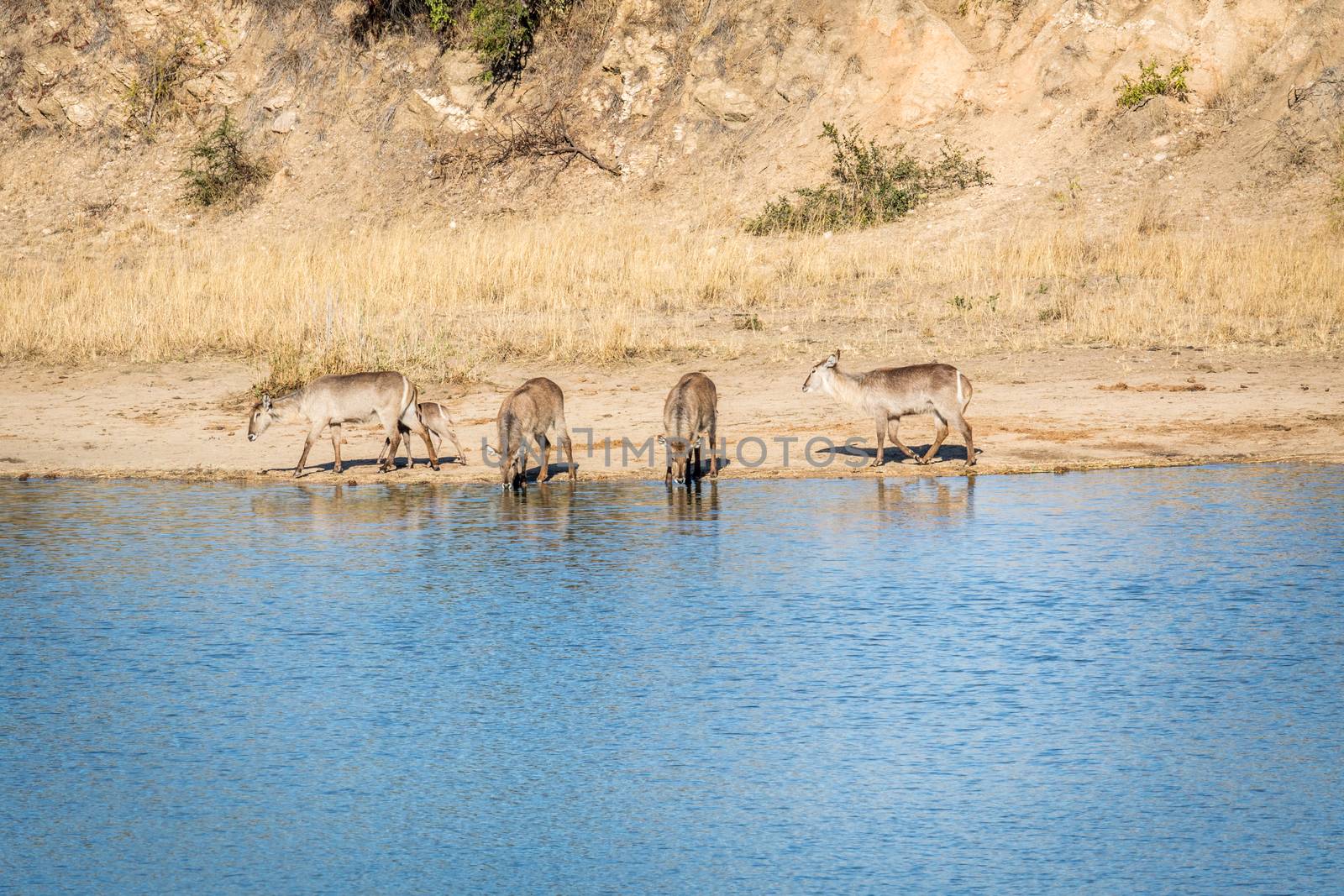 A group of Waterbuck drinking at a dam in Kruger. by Simoneemanphotography