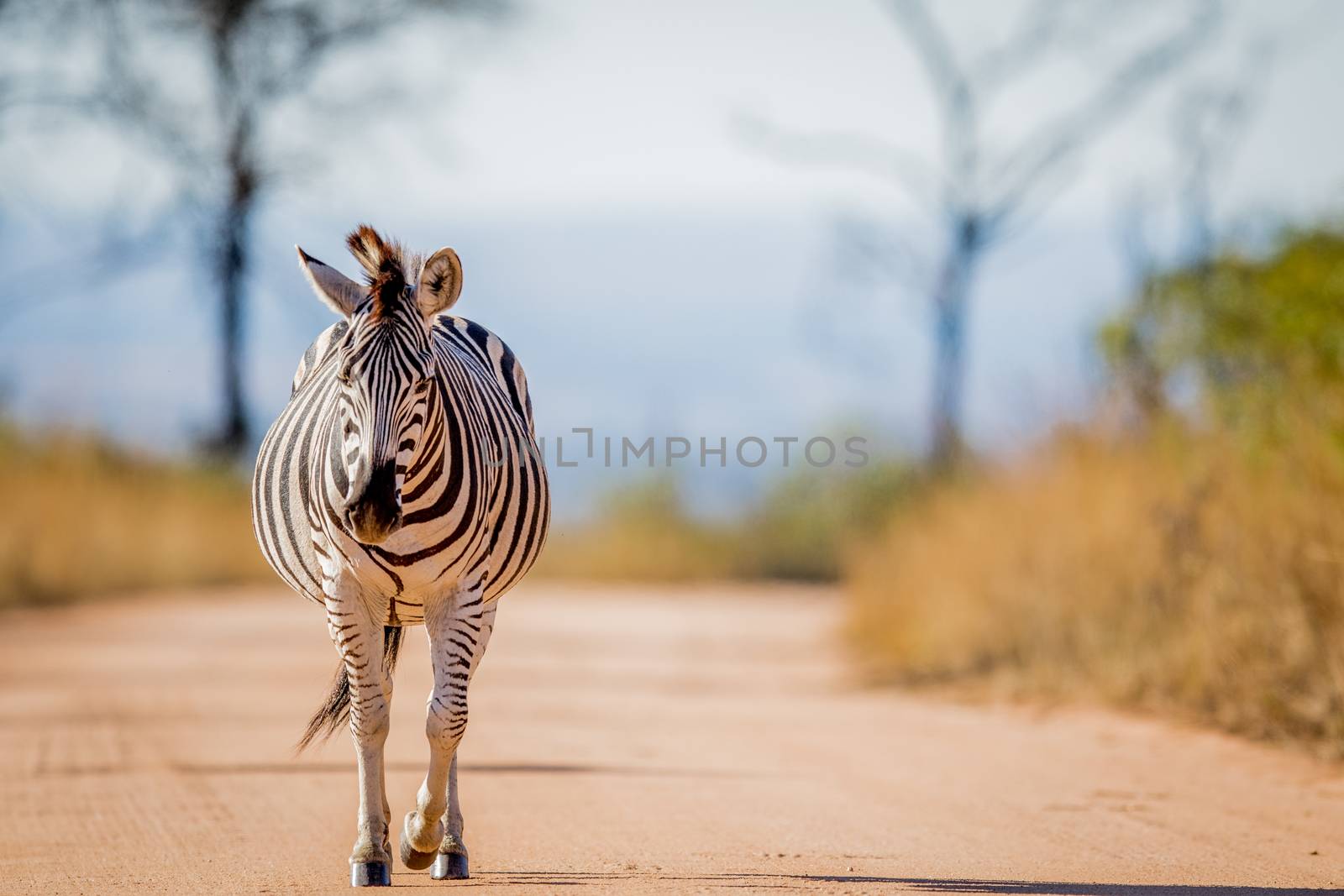 Zebra walking on the road in the Kruger. by Simoneemanphotography