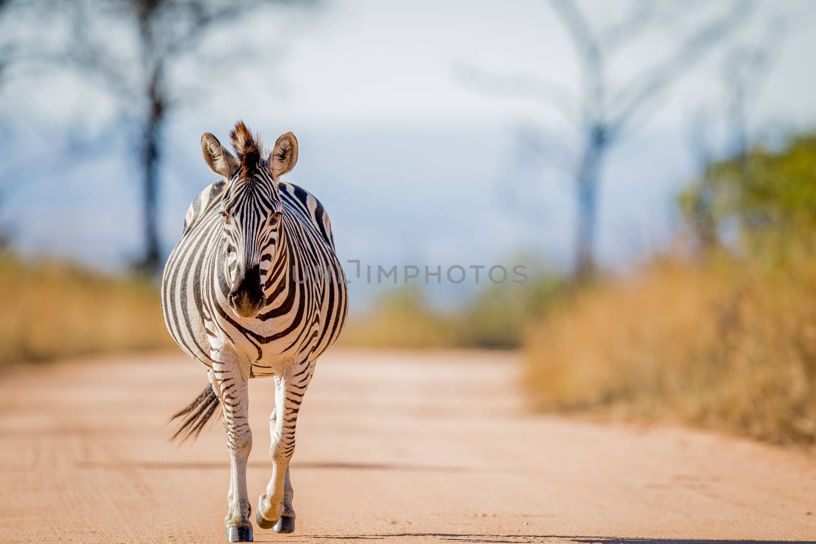 Zebra walking on the road in the Kruger National Park, South Africa.