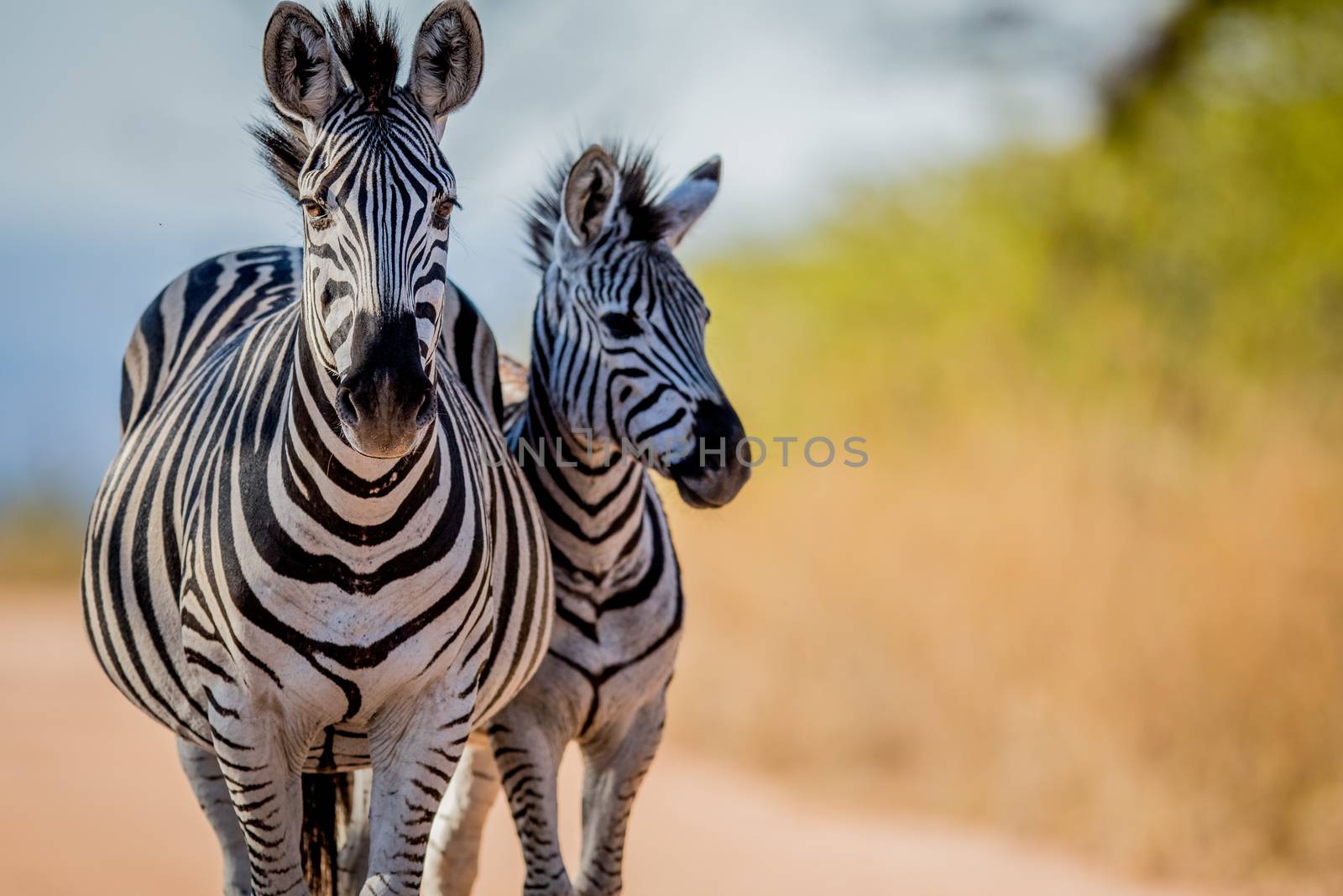 Two Zebras bonding in the Kruger National Park, South Africa.