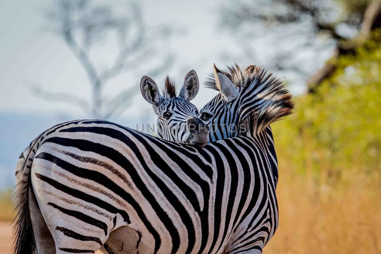 Two Zebras bonding in the Kruger National Park, South Africa.