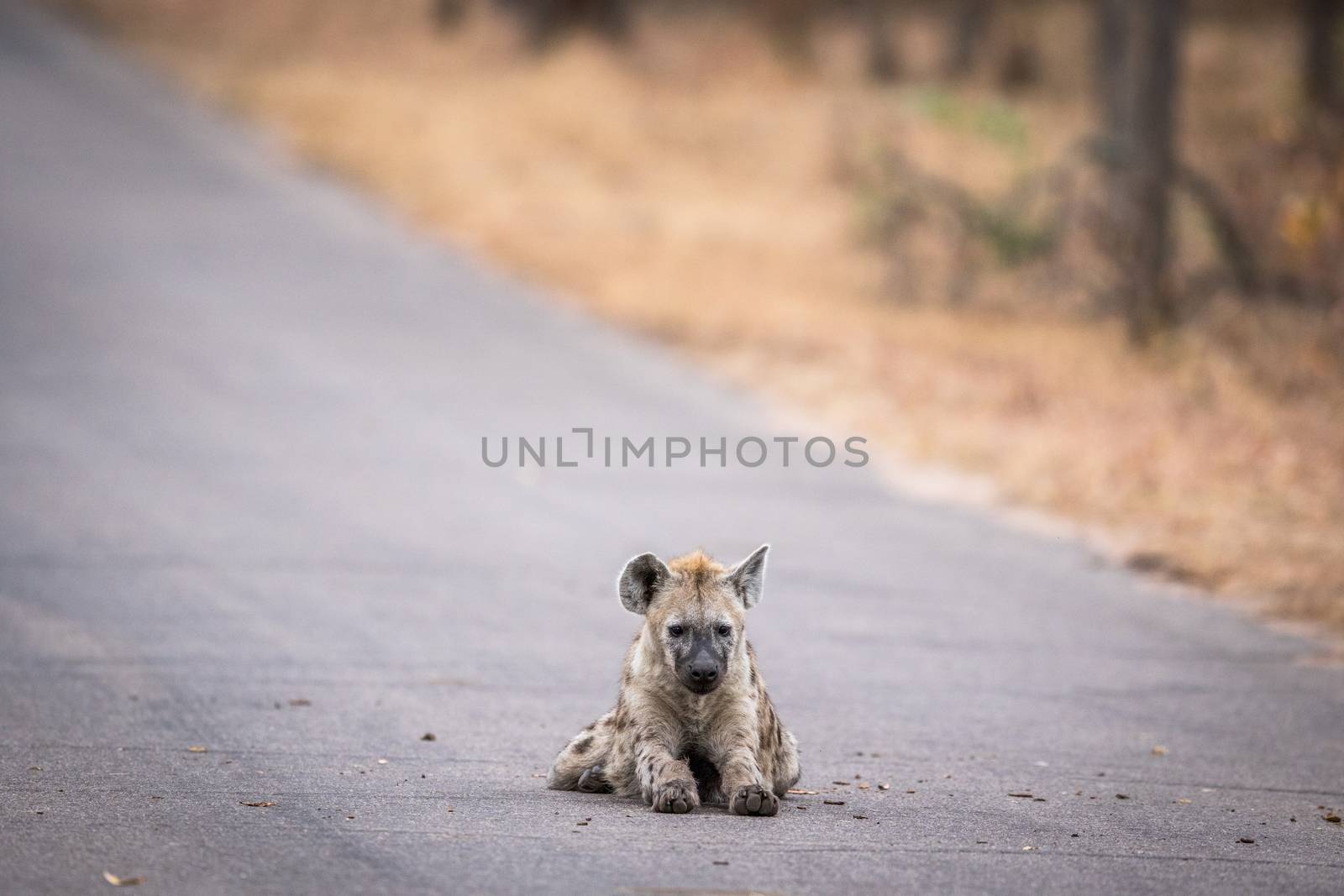 Young Spotted hyena pup laying in the road in the Kruger National Park, South Africa.