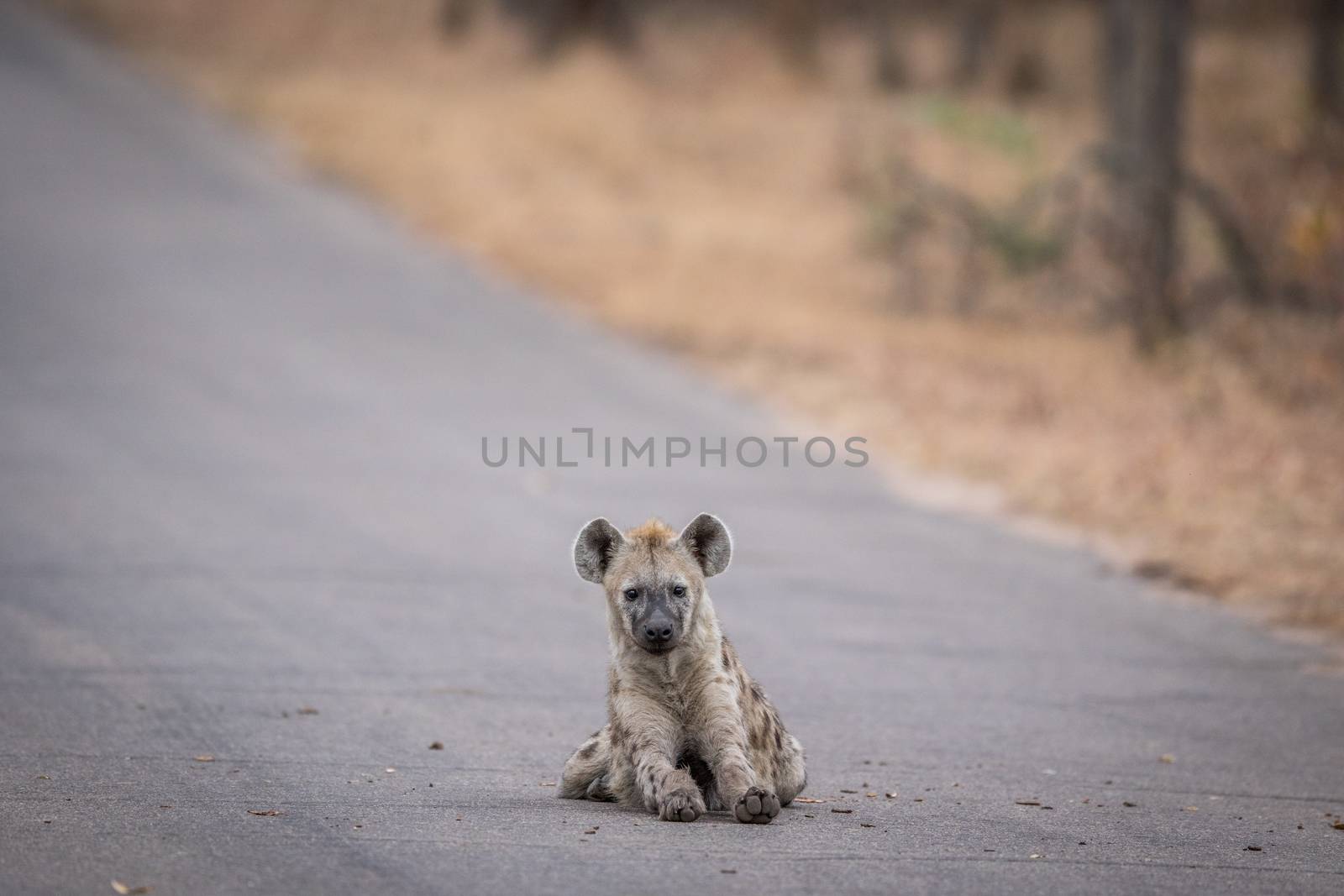 Young Spotted hyena laying in the road in Kruger. by Simoneemanphotography