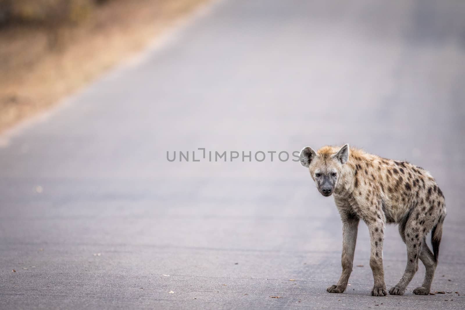 Young Spotted hyena walking on the road in the Kruger. by Simoneemanphotography