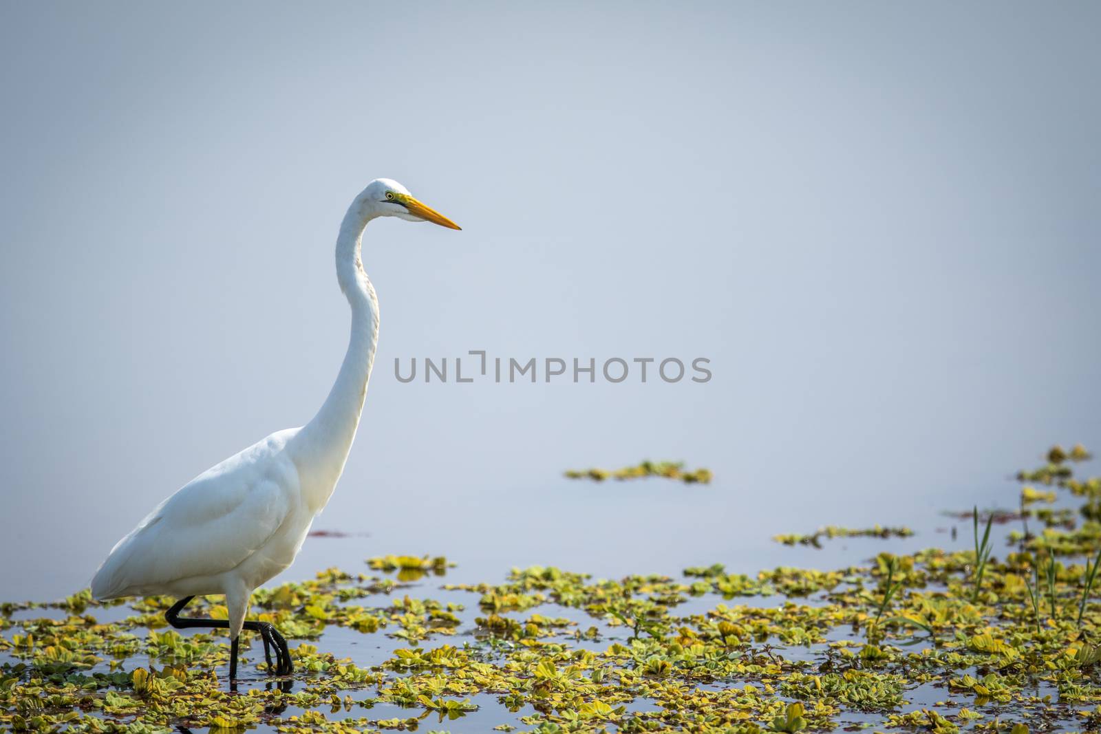 Great egret in the water in the Kruger. by Simoneemanphotography