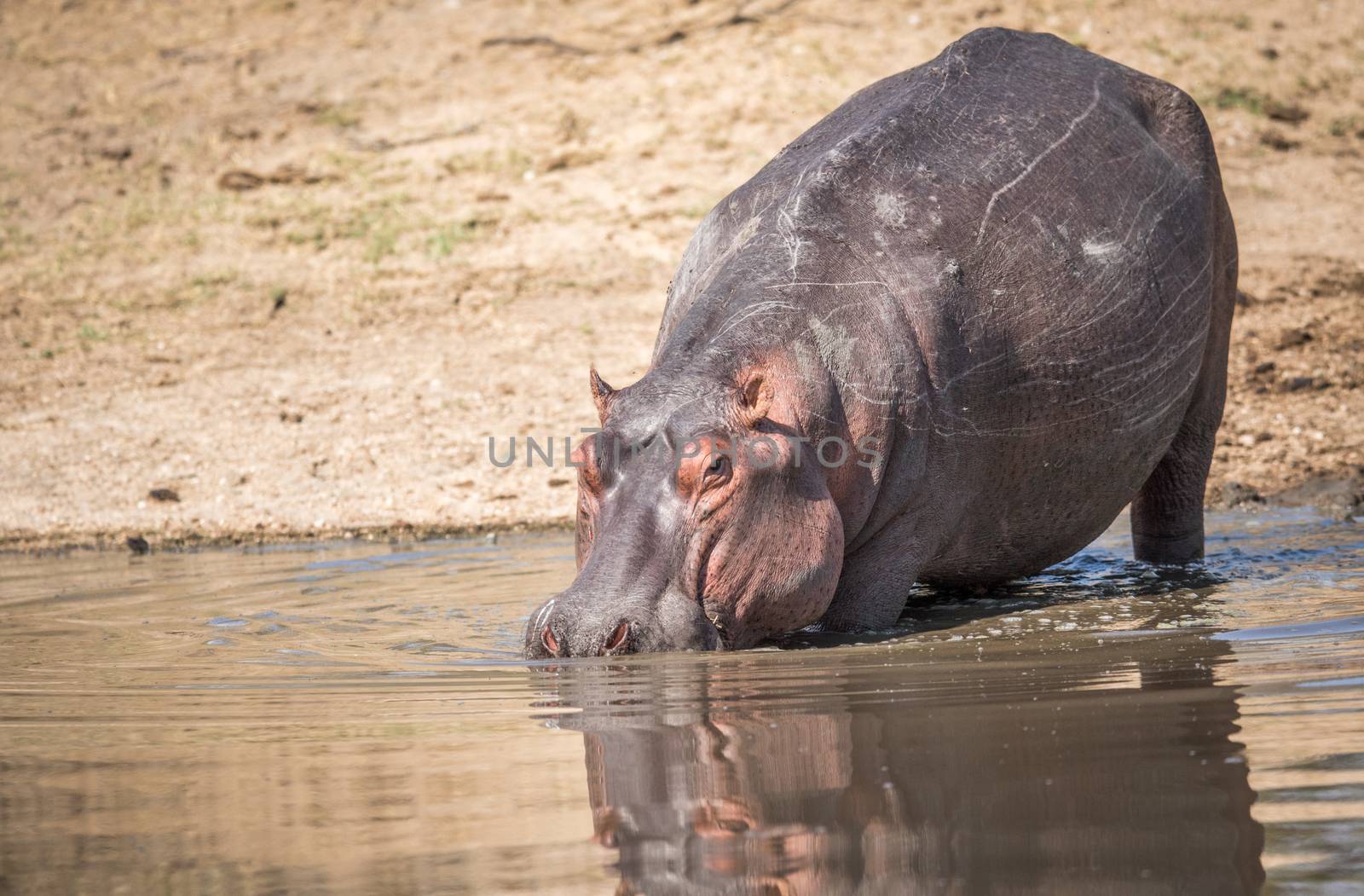 A Hippo walking in the water in the Kruger. by Simoneemanphotography