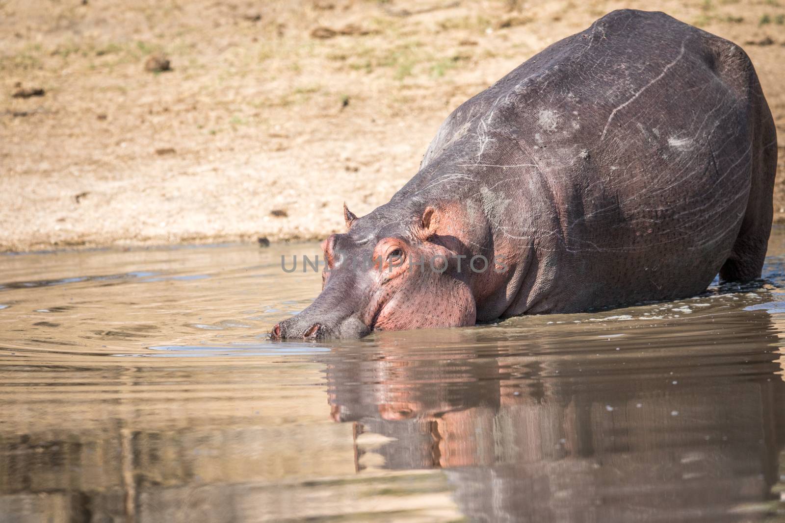 A Hippo walking in the water in the Kruger. by Simoneemanphotography