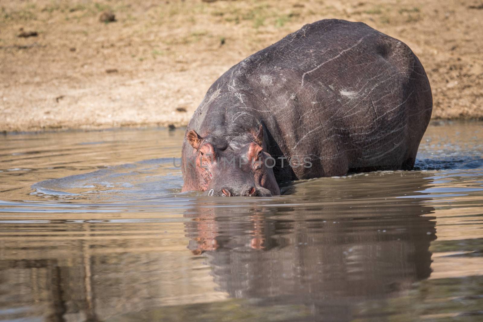 A Hippo walking into the water in the Kruger National Park, South Africa.