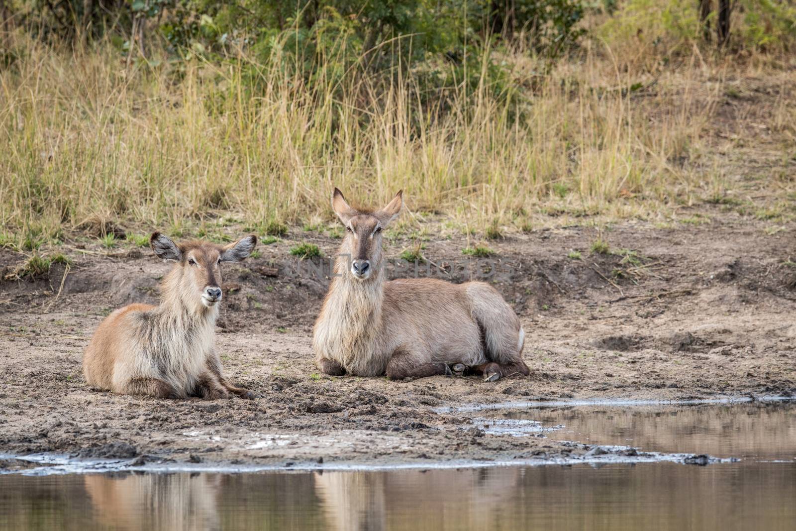 Two Waterbucks laying next to the water in the Kruger. by Simoneemanphotography