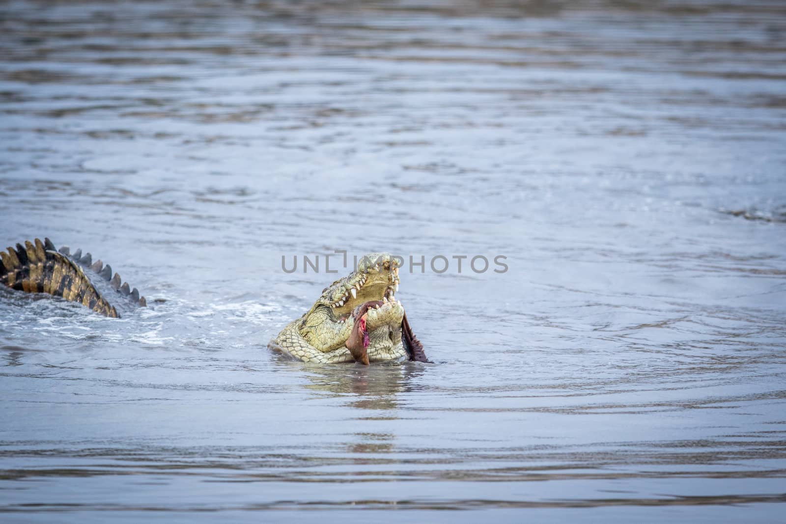 Crocodile eating an Impala in a dam in Kruger. by Simoneemanphotography