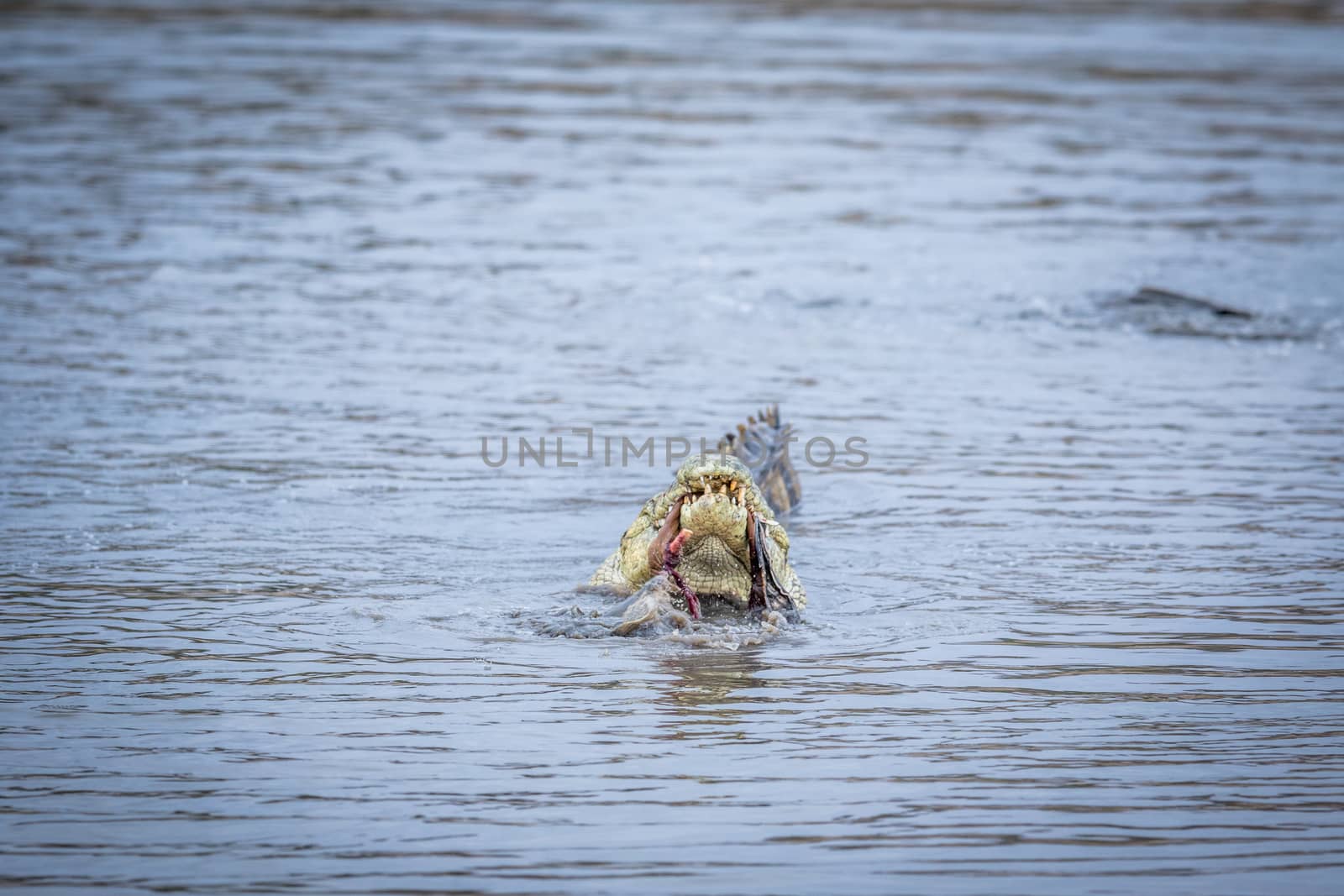 Crocodile eating an Impala in a dam in Kruger. by Simoneemanphotography