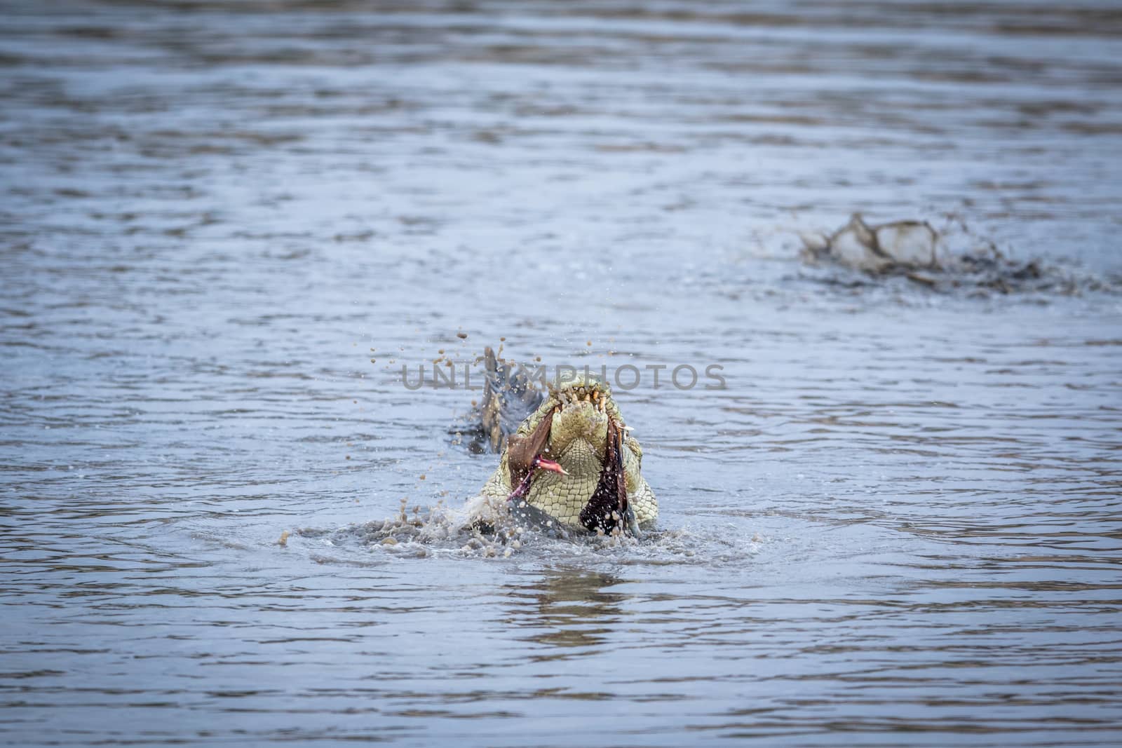 Crocodile eating an Impala in a dam in Kruger. by Simoneemanphotography