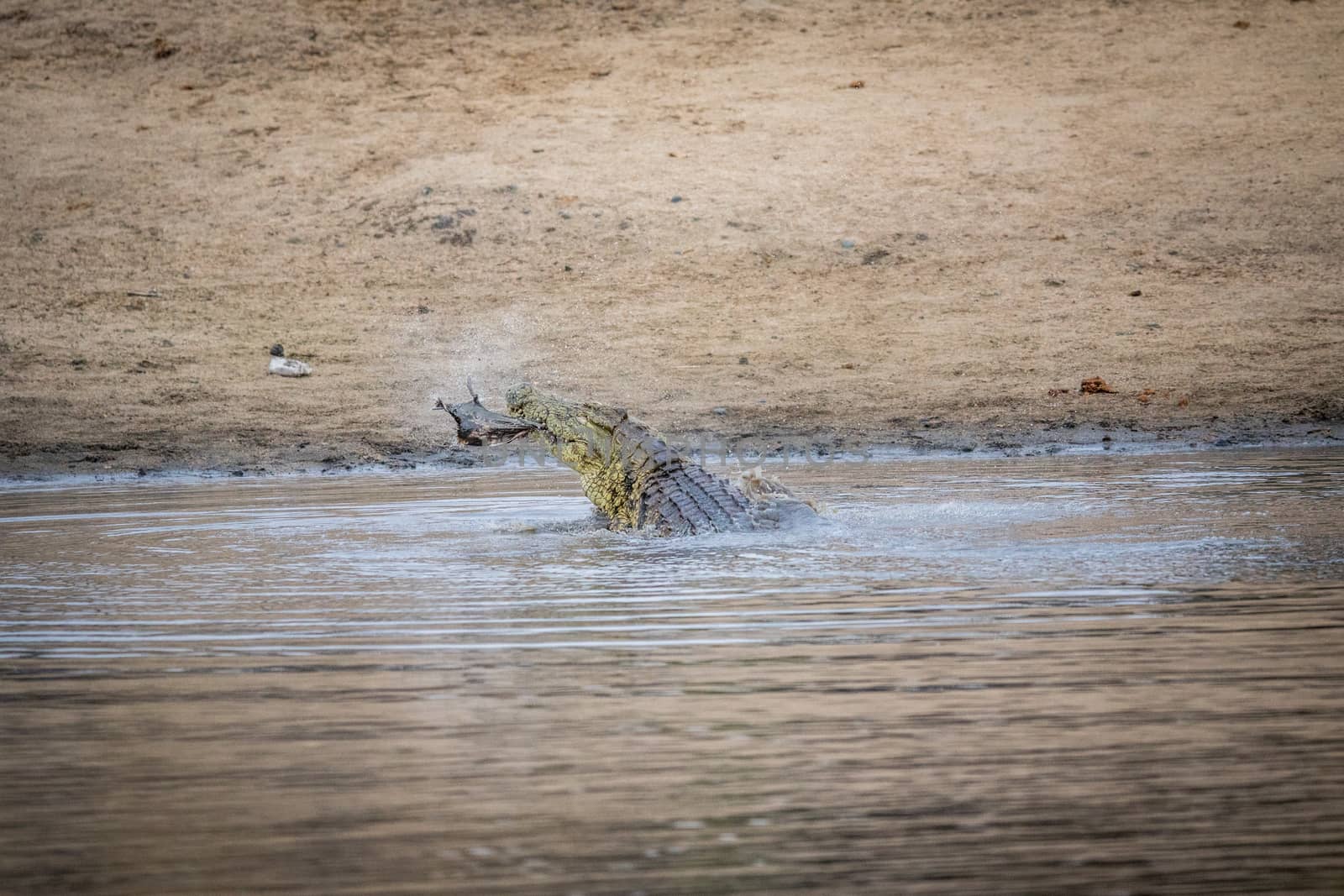 Crocodile eating an Impala in a dam in Kruger. by Simoneemanphotography