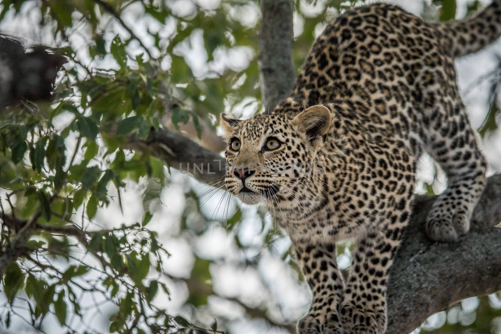 Leopard looking up in a tree in the Kruger. by Simoneemanphotography